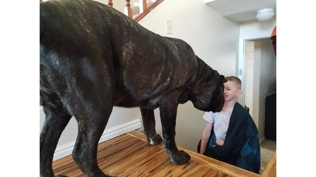 世界上最大的小狗已经1.8米高，仍然在生长