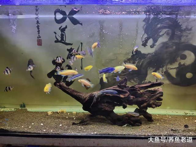 鱼多了加缸，缸多了加鱼，很多鱼友都是这么进了观赏鱼的坑吗？