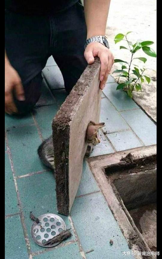 猫咪的头卡在了下水道盖子上, 看到它那委屈的表情, 原谅我笑了!
