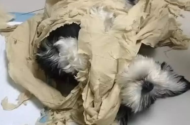 狗狗拆家太累了，直接睡在事发现场，网友：胆子真大