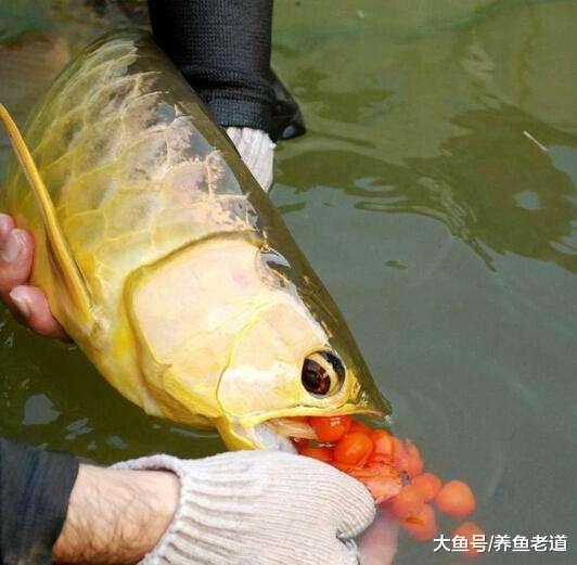 大鱼吃小鱼其实很正常，不吃小鱼的大鱼是需要学习和锻炼的！
