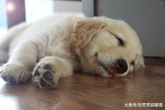 主人骂了小金毛几句，伤心的藏了起来，第二天发现它后笑翻了