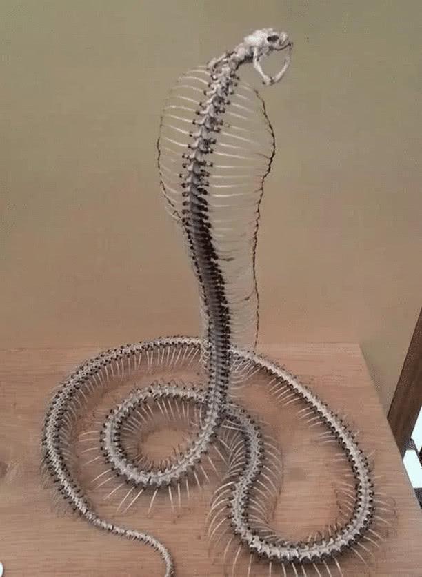 5种生物死后的骨架,大熊猫真的丑,完全失去萌态