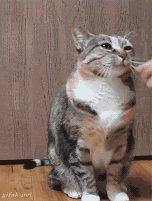 别人家猫智商像开了挂, 我的猫像彻底挂了!