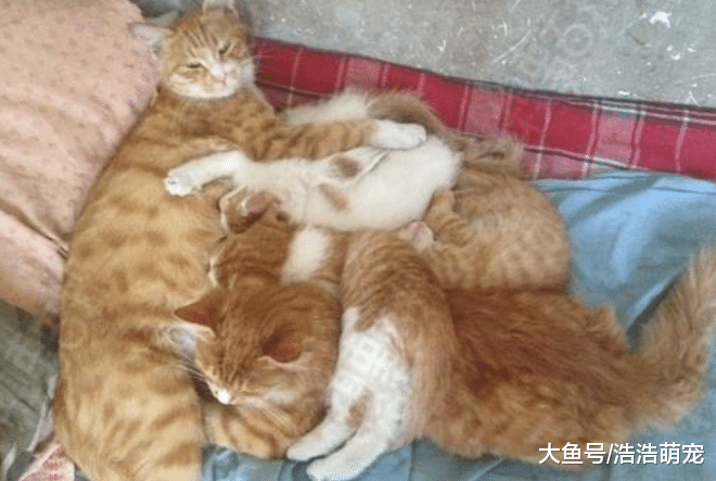 猫妈给孩子喂奶，露出一脸的生无可恋，朋友：这可都是你亲生的