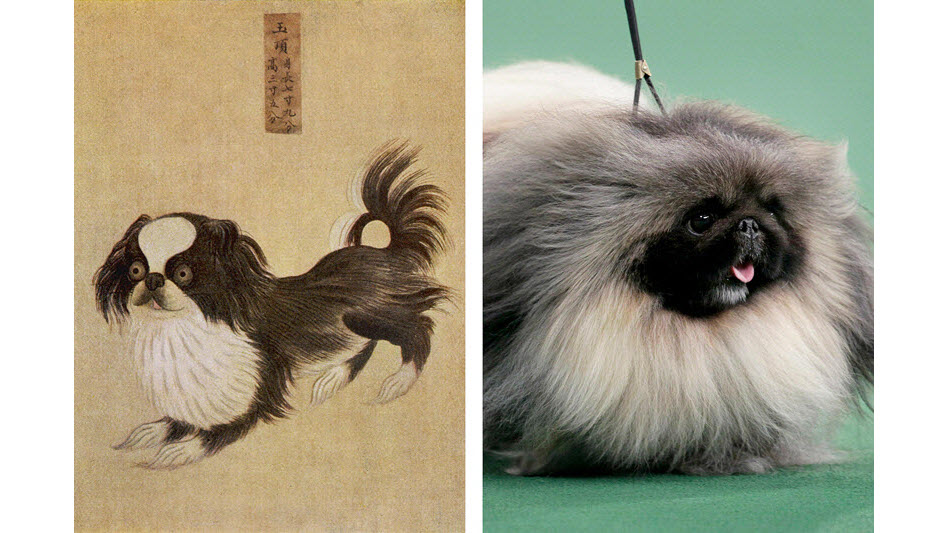 百年前的宠物狗什么样？很多人没想到