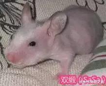 一文带你走进仓鼠世界: 仓鼠种类之叙利亚仓鼠(下)