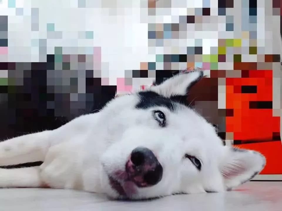 混血二哈游泳时突然死机，主人吓了一跳：你…还活着吗？