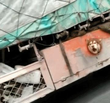 高速路上, 一辆货车底下似有什么东西钻出, 靠近一看网友笑喷了!