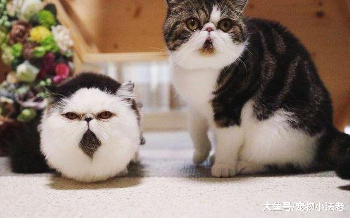 传说中“奶奶养的猫”，进来了解一下，请原谅我先笑为敬！