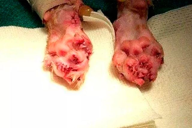 禁止除猫爪手术法案正式生效！给猫去爪究竟有多残忍？剁手试试