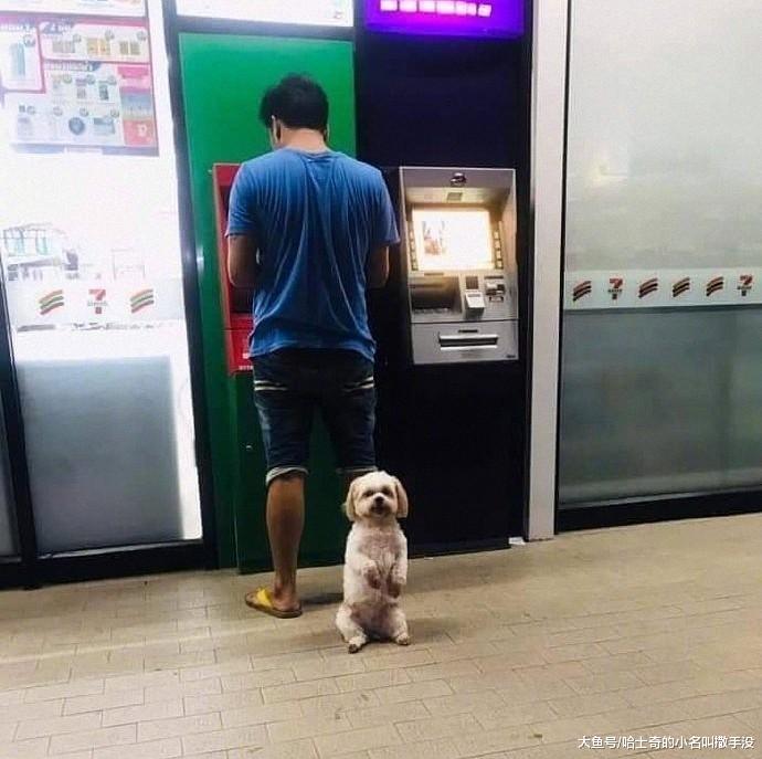 主人取钱，狗狗就站在后面当保镖，狗狗：别过来啊，我很凶的