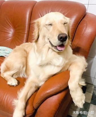 金毛趴洞探头迎接，一叫狗狗名字就出来，主人：也要变网红景点？