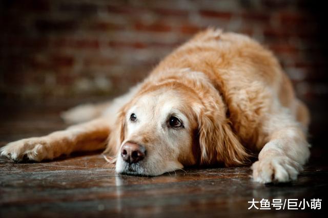 当狗狗步入老年阶段，主人要避开这4个护理误区，才能让它活更久