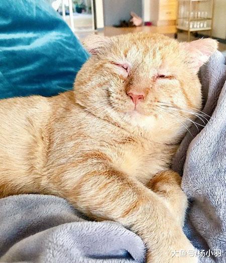 艾滋流浪猫满脸沧桑，终于有人肯领养，当晚抱主人的脚：别丢下我