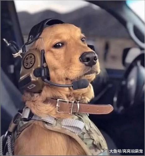 如今狗狗装备都这么全，通讯设备很高端，再也不担心跑丢