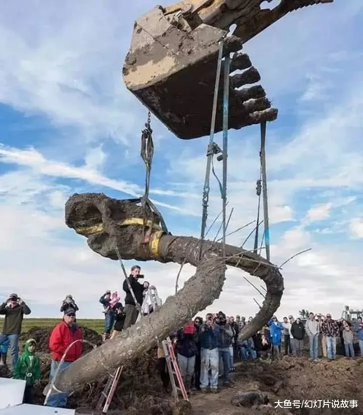 [木乃伊]大自然“不可思议”的画面，图4三千年前的木乃伊假肢，你见过海螺的眼睛吗？