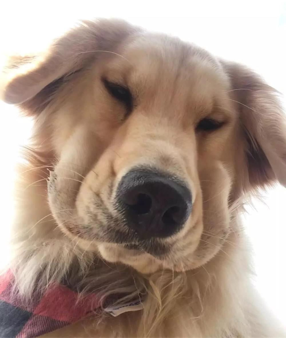 狗子自从不小心打开了前置摄像头, 便一发不可收拾...