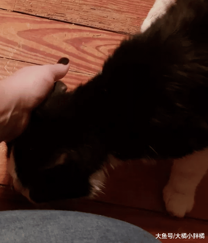 20岁老猫不能控制大小便，主人将它抛弃，再次被领养后很依恋恩人