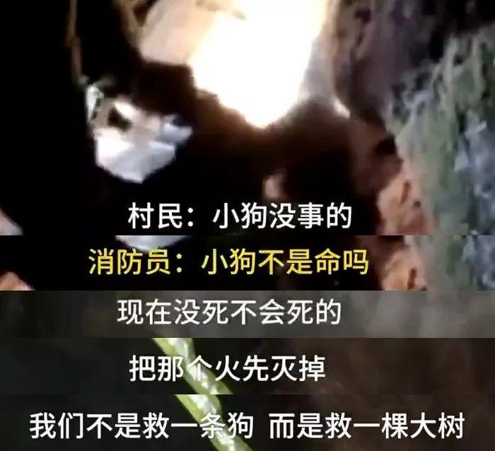 500年古树和狗先救谁? 消防员的选择是...