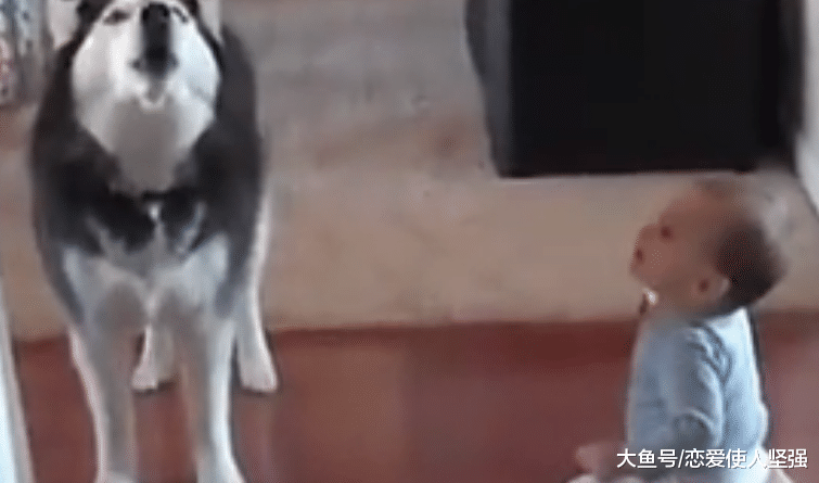 家有二哈，胜似保姆，真让主人宽心！