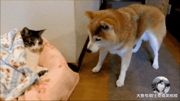 柴犬“夫妻”的床被抢了，委屈地找主人告状，狗：管一下它吧