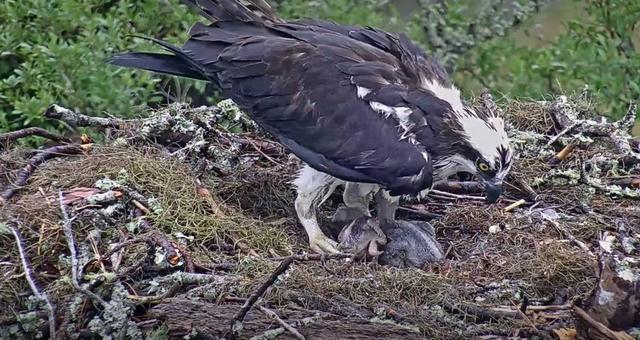 老鷹教養自己的孩子，如何吃魚？讓你的爸爸來教教你吧！