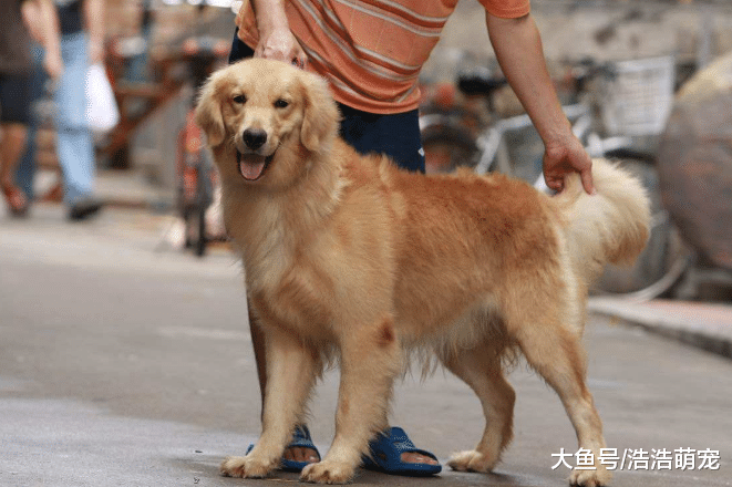 跟狗狗相處時，不要摸它這5個地方，不然會摸出事的