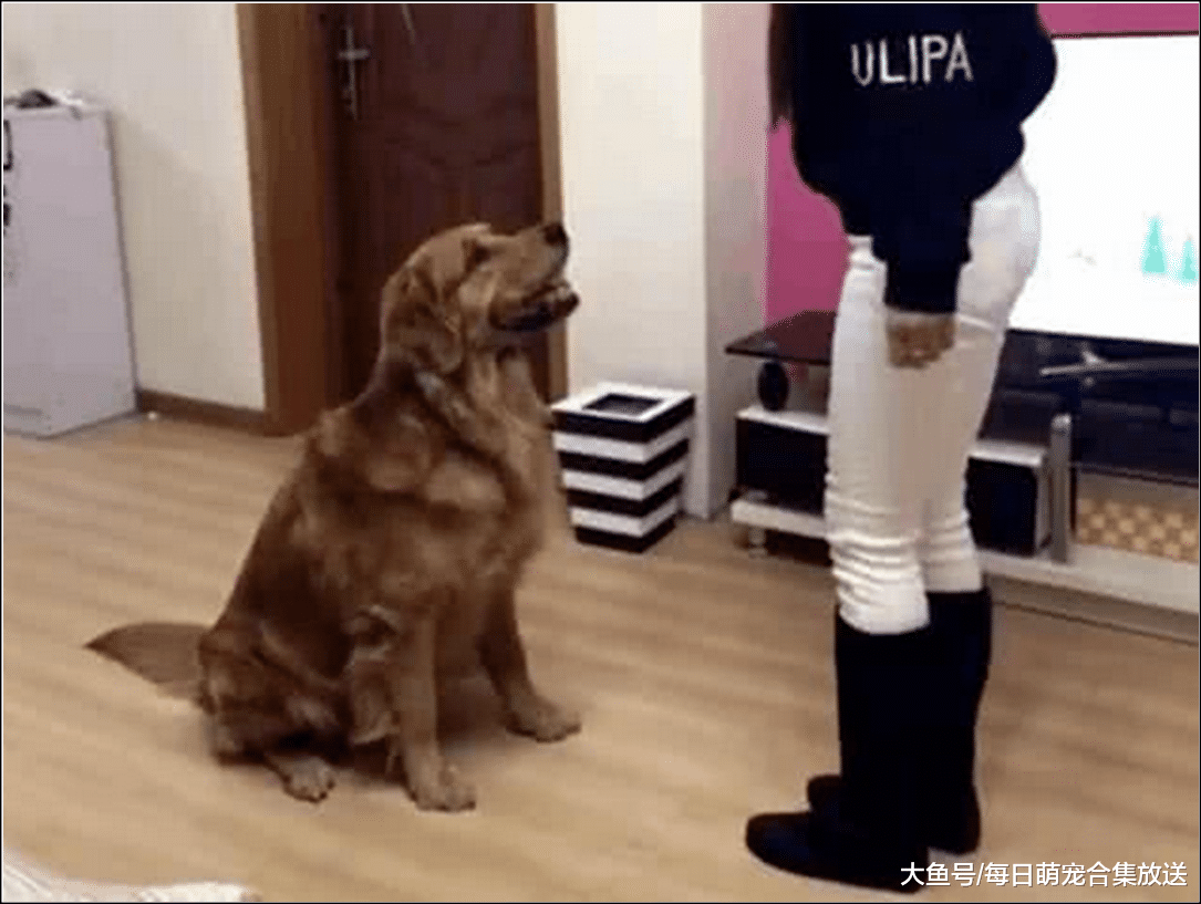 金毛犯错被教训，本以为它会知错就改，下一秒让女主不淡定了