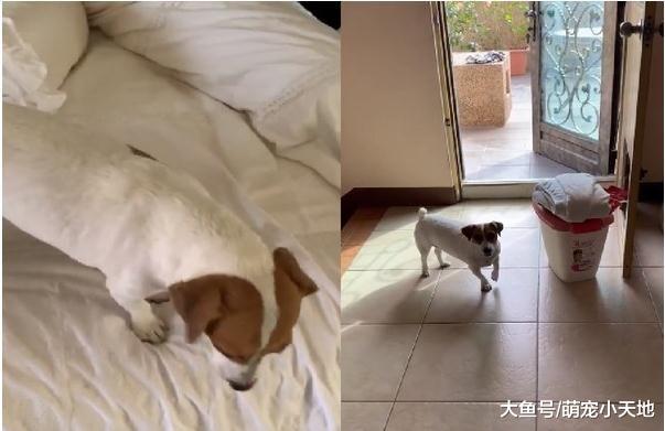贪玩汪星人跑进棉被里出不来, 妈妈憋笑直呼: 半夜看到会吓死