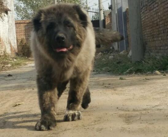 喂養高加索犬幼犬的宗旨和關鍵是什么