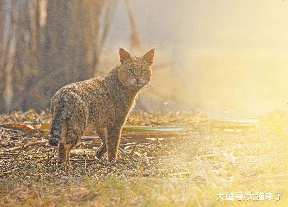 命名“失误”的猫科猫属动物，传说中曾智斗6米长巨蟒