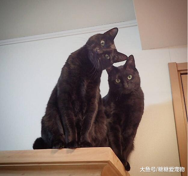 女子晒出自家“双胞胎”黑猫, 网友: 是哥俩吗? 傻傻分不清楚啊!