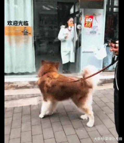 主人和宠物店的医生打招呼, 阿拉斯加见到她后, 条件反射往后退!