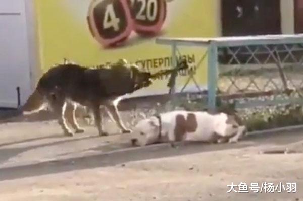 狗子上辈子除了是木匠石匠以外，还可能是个不正经的“狗贩子”