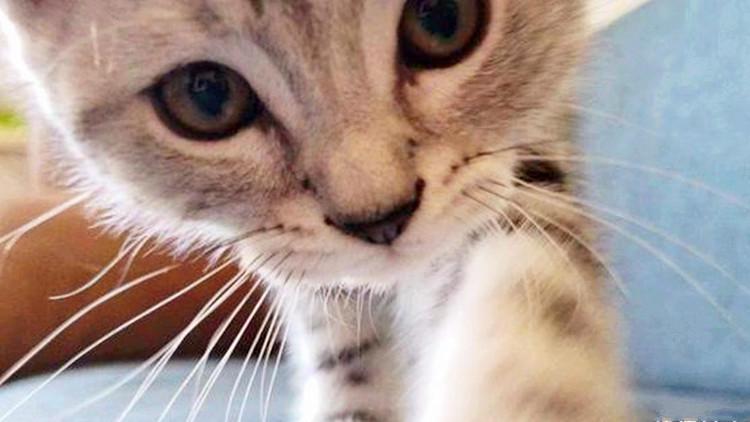 貓咪帶來的安全感，女主人們get一下