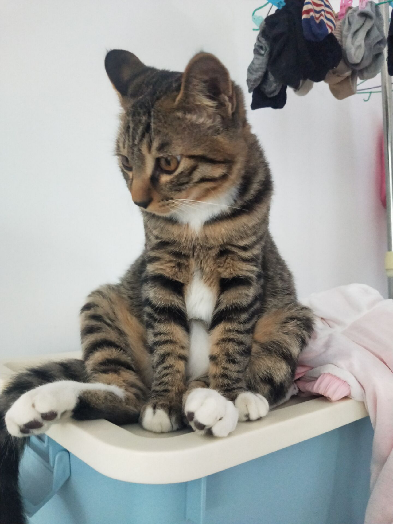 家有怪猫：被窝肯定不是拿来睡觉的地方，铲屎官的手掌才是！