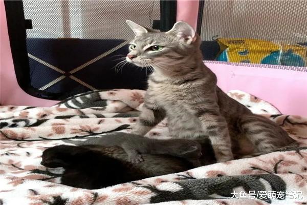 怀孕的流浪猫主动向人类碰瓷，被救后生下8只小猫，感叹母爱伟大