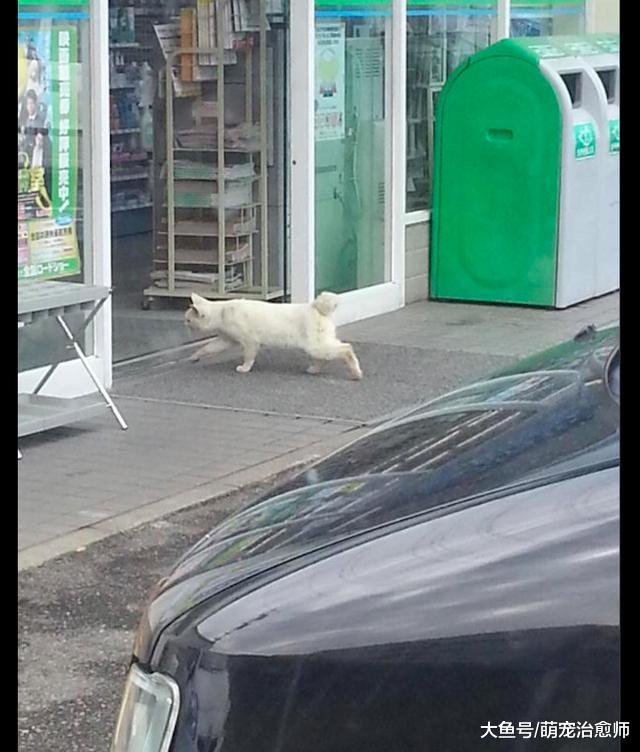 猫咪想偷溜进便利店，几秒后就被店员抱出来了，猫：我不要面子啊