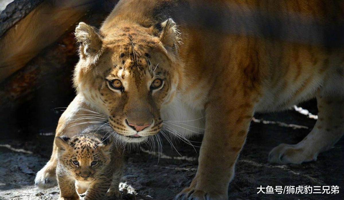 从狮虎兽和虎狮兽就可以看出来，雄狮的基因比老虎的基因强大？