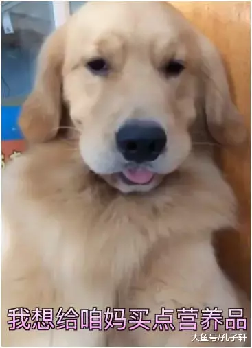 金毛想为妈妈买点补品，去外面摆摊做生意，只是这种生意真不好做