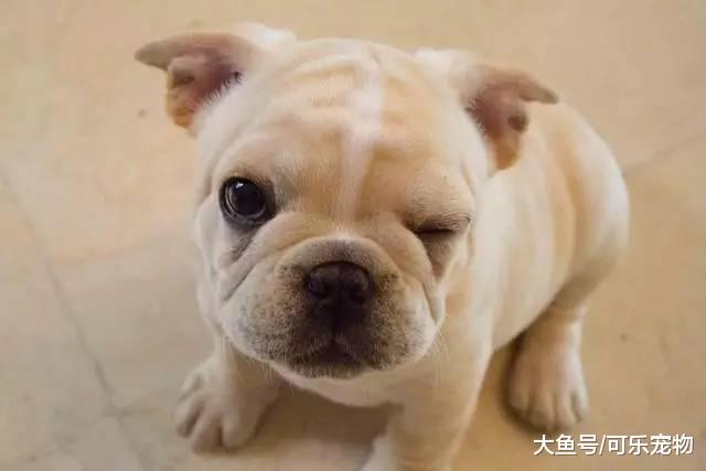英斗意外和奶牛撞色，奶牛把它当做是自己的孩子，把狗子吓了一跳