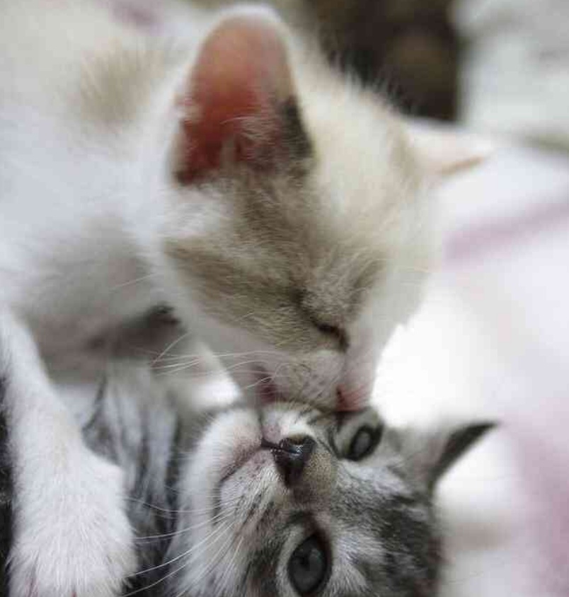 “萝卜你怕啥？本喵只吃萝卜炖牛肉！”11张猫咪趣图让你笑不停