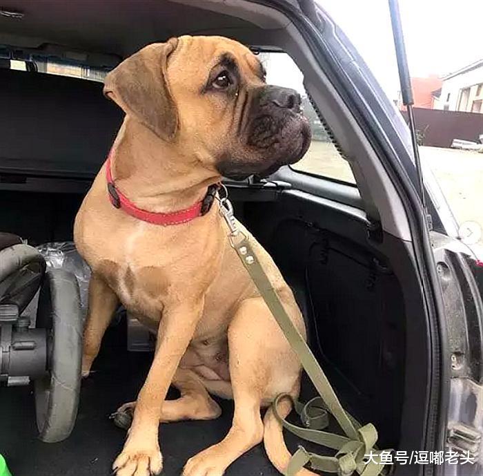 感人！被弃的狗狗狂奔200公里，脚爪都跑断了，只为回到自己的家