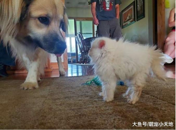 水沟捡到一坨垃圾球小猫她带回家大改造，憨汪认它当老大