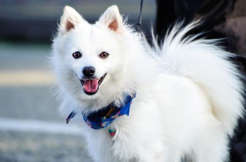 盘点18种小型犬智商排名，看看你家的狗狗排第几