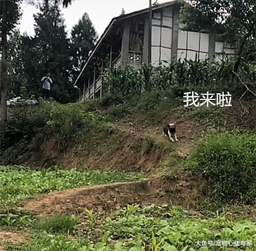 男子外出打工半年，隔着几百米大吼一声，狗子的反应戳中泪点