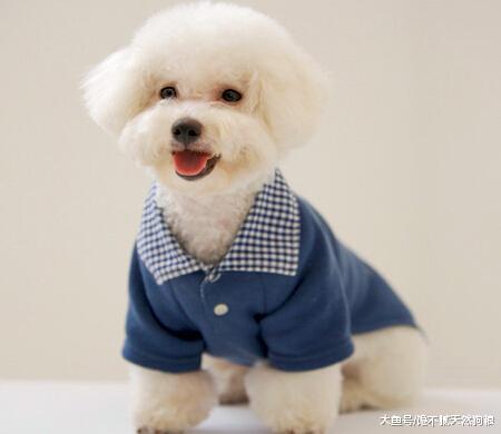 泰迪还是比熊，傻傻分不清楚？4招教你如何区分它们