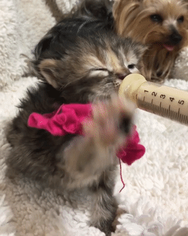 体温偏低的小奶猫穿上手作保暖衣后，画风可爱到爆！