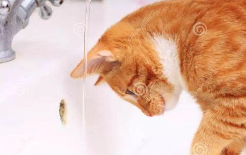 猫咪洗澡三部曲, 以后再也不发愁给猫咪洗澡了